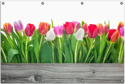 Produktbild von Wallario Outdoor-Poster für Garten oder Balkon, Motiv Rote  weiße und pinke Tulpen im Frühling, in ca. 100 x 150 cm