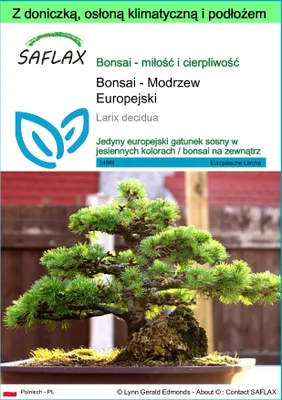 Zdjęcie produktu dla SAFLAX - Garden to go - Bonsai - Modrzew Europejski - 75 Nasiona - Z doniczką, pokrywą klimatyczną i podłożem do uprawy - Larix decidua