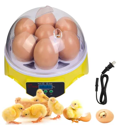 Zdjęcie produktu dla Mini inkubator Zimilo na 7 jaj, automatyczna regulacja temperatury, kompaktowa wylęgarnia z okienkiem, do jaj kurzych, przepiórczych, kaczych i papugich