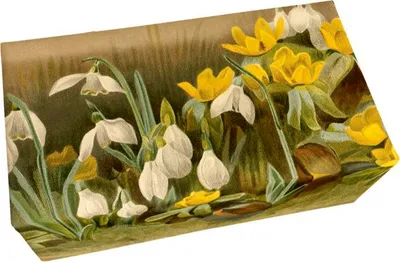Obrázok produktu pre Dárkové mýdlo Winter Aconite & Snowdrops 200 g
