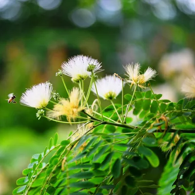 Obrázek produktu pro Strom spánku Kalkora (Albizia kalkora) – 10 semen