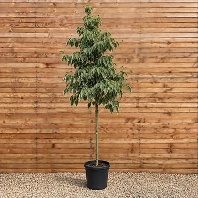 Produktbild von Japanischer Blumen-Hartriegel Laura Stammbusch 200-250 cm, Stammumfang 8-10 cm - Cornus kousa