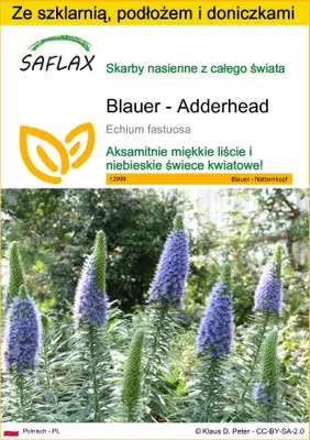 Zdjęcie produktu dla SAFLAX - Zestaw do uprawy - Blauer - Adderhead - 100 Nasiona - Z mini szklarnią, podłożem uprawowym i 2 doniczkami - Echium fastuosa