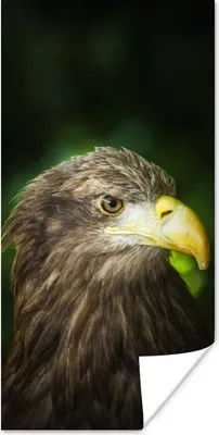 Produktbild von MuchoWow® Poster Ein Seeadler schaut zur Seite 20x40 cm - Plakat - Foto