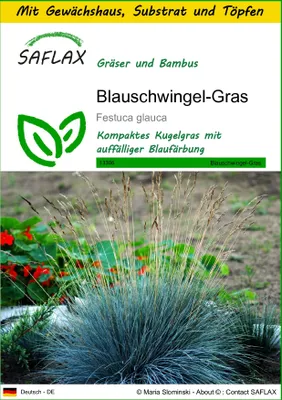 Produktbild von SAFLAX Anzucht Set - Blauschwingel-Gras - Festuca glauca - 50 Samen - Mit Mini-Gewächshaus, Anzuchtsubstrat und 2 Töpfen