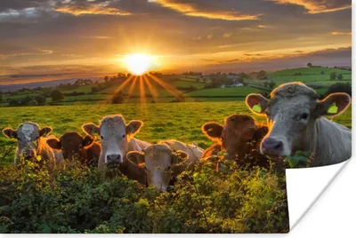 Produktbild von MuchoWow® Poster Kühe in Irland 30x20 cm - Plakate - Print