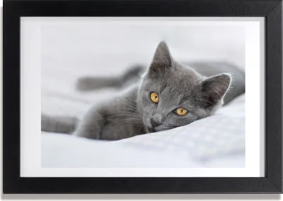 Produktbild von Bild 30x20 MDF-Rahmen, Wandkunst graue Katze