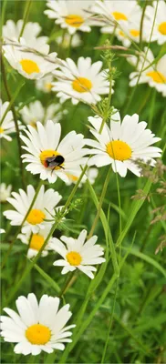 Produktbild von Türtapete Türposter Margeritenwiese - Größe: 93 x 205 cm
