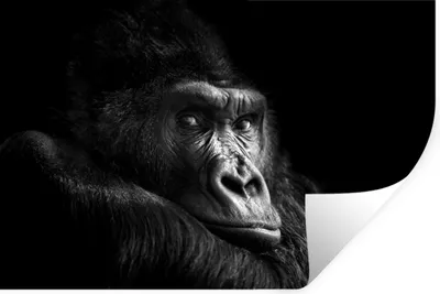 Produktbild von MuchoWow® Wandtattoo Wandsticker Wandaufkleber Gorilla - Affe - Schwarz - Weiß - Porträt 90x60 cm Selbstklebend und Repositionierbar - Aufkleber