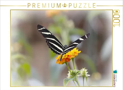 Produktbild von CALVENDO Puzzle Zebrafalter (Heliconius charitonius) | 1000 Teile Lege-Größe 64x48cm Foto-Puzzle für glückliche Stunden