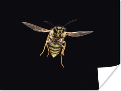 Produktbild von MuchoWow® Poster Wespe - Insekten - Porträt 160x120 cm - Foto Plakat
