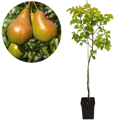 Immagine prodotto di Pyrus communis 'Gieser Wildeman' Pera da cucina - Pero, vaso da 5 litri