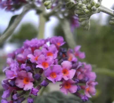 Produktbild von Buddleja davidii Flower Power - Schmetterlingsstrauch -