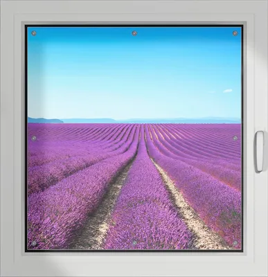 Produktbild von Wallario Lichtschutzbild, Dekorativer Sichtschutz Sonnenschutz 96 x 100 cm mit Motiv: Lavendelfeld unter blauem Himmel - Verdunklung ohne Bohren