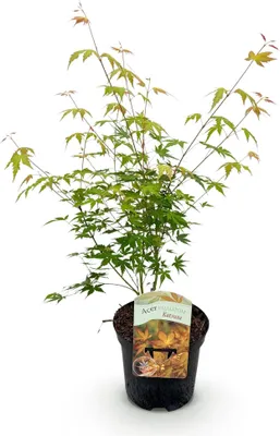 Image de Green boutiQ - Plante de terrasse - Érable japonais - Acer palmatum Katsura - Orange - 1 plante - À feuilles caduques - Pot de 19 cm, hauteur 70 cm