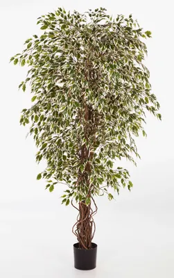 Produktbild von artplants.de Deko Ficus DAKU, 1670 weiß - grüne Blätter, Naturstämme, 120cm - Kunst Pflanze - Ficus künstlich
