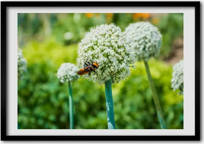 Produktbild von Bild - Bilder - Bilderrahmen - 70 cm x 50 cm - MDF-Rahmen, Wandkunst Blume Knoblauch