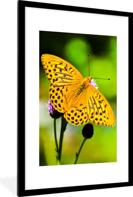 Produktbild von MuchoWow® Gerahmtes Poster Schmetterling - Tiger - Blume 60x90 cm - Poster mit Schwarzem Bilderrahmen Wandposter Rahmen Foto Bilder - Dekoration - Wandposter Wohnzimmer - Hochwertig