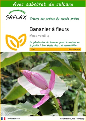 Image de SAFLAX  - Bananier à fleurs - 8 graines - Avec substrat - Musa