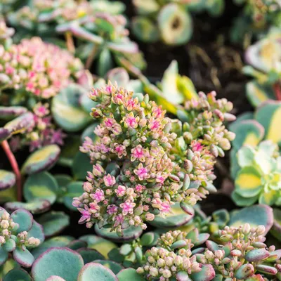 Immagine prodotto di 6 x Sedum sieboldii 'Mediovariegata'  | Vaso 9 cm x 9 cm