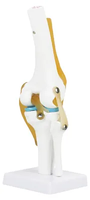 Kniegelenkmodell, lebensgroß, anatomisch, mit Bändern
