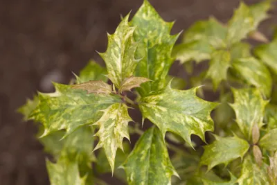 Zdjęcie produktu dla Osmanthus heterophyllus 'Tricolor', pachnące kwiaty, kolorowe liście, 20-25 cm