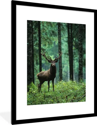 Produktbild von MuchoWow® Gerahmtes Poster Hirsche - Wald - Bäume - Tiere - Natur 60x80 cm - Poster mit Schwarzem Bilderrahmen Wandposter Rahmen Foto Bilder - Wohnzimmer - Dekorationen - Prämie