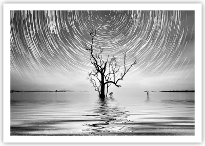 Produktbild von Poster - Poster ohne Rahmen - Schwarzweiß Baum See - 100x70 cm - Wand Bild - Wanddeko - Wandbilder - Kunstposter - Wandposter - Bilder - Kunstdruck - Wanddekoration - Wandbild - P2XAA100x70-4253