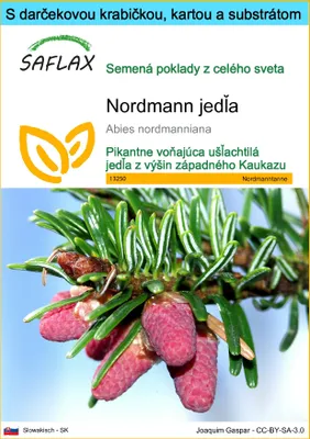 Obrázok produktu pre SAFLAX Darčeková sada - Nordmann jedľa - Abies nordmanniana - 20 Semená - S darčekovou krabičkou, prepravným štítkom, darčekovou kartou a pestovateľským médiom