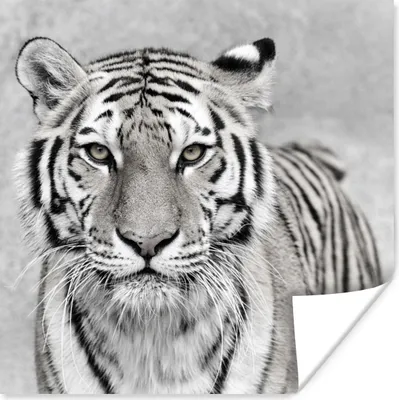 Produktbild von MuchoWow® Poster Tiger - Natur - Schwarz - Weiß 75x75 cm - Wand Dekoration