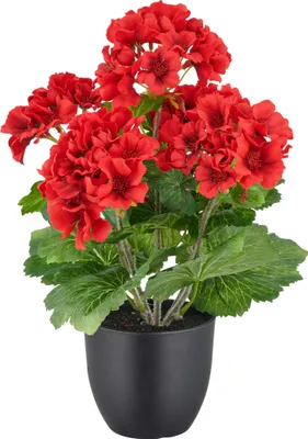Produktbild von Kunstpflanze Geranienbusch H 36 cm rot