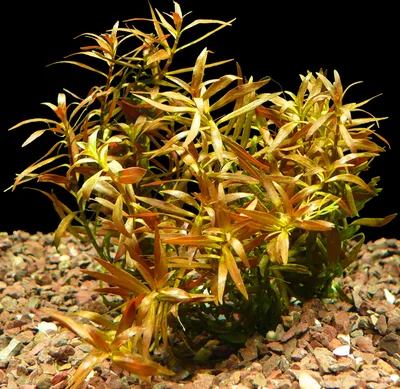 Produktbild von 1 Bund Schmalblättrige Ludwigie (Ludwigia Arcuata)