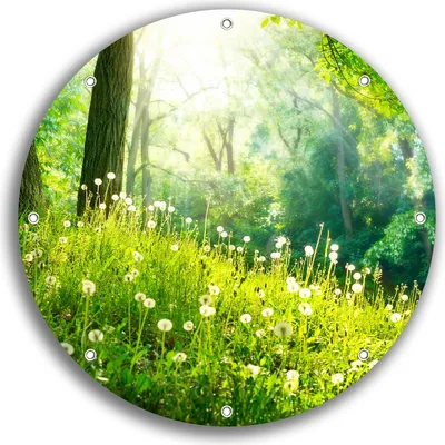 Produktbild von Wallario rundes Outdoor-Poster für Garten oder Balkon, Motiv Pusteblumen im Wald mit einfallenden Sonnenstrahlen, 30 cm Durchmesser