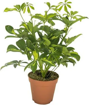 Obrázek produktu pro Schefflera Gerda - pokojová rostlina s rozvetvenými listy, prumer 13cm, výška