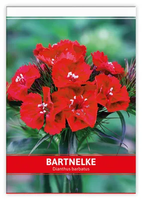 Artikelbild 1 von 'Bartnelke für Werbezwecke' aus der Kategorie Parteien