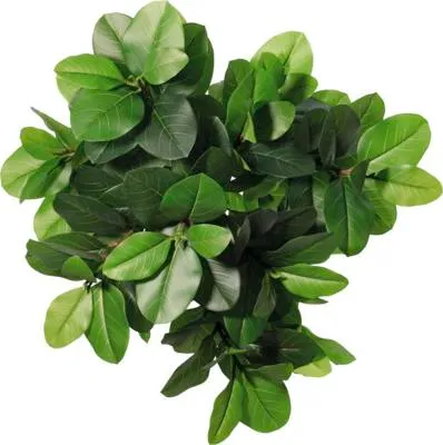 Produktbild von Kunstpflanze Kunstbaum Ficus im Topf H 204 cm