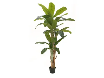 Obrázek produktu pro EUROPALMS Banánovník, umělá rostlina, 240 cm (82509541)