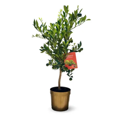 Image de Citronnier pursha - citrus limetta - agrume méditerranéen - arbre fruitier - ↕ 75-85 cm - ⌀ 22 cm