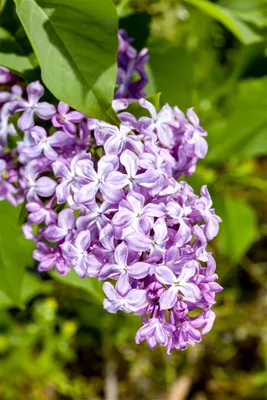 Produktbild von Syringa vulgaris 'Nadezhda', Flieder, lila, 60–80 cm