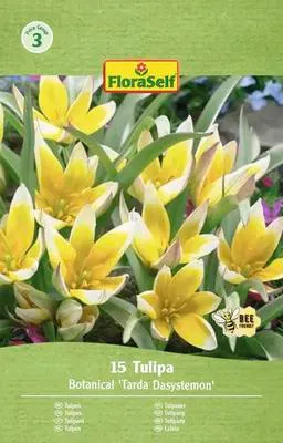Produktbild von Blumenzwiebel Tulpe FloraSelf ' Tarda Dasystemon ' 15 Stück