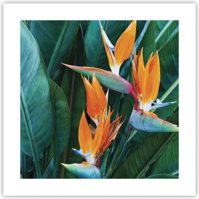 Produktbild von Poster - Poster ohne Rahmen - Himmlisch Vogel Blume - 40x40 cm - Wand Bild - Wanddeko - Wandbilder - Kunstposter - Wandposter - Bilder - Kunstdruck - Wanddekoration - Wandbild - P2XAC40x40-4980