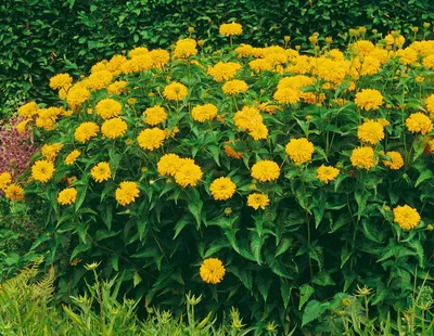 Produktbild von Heliopsis scabra 'Goldgrünherz', Sonnenauge, goldgelb, ca. 11x11 cm Topf
