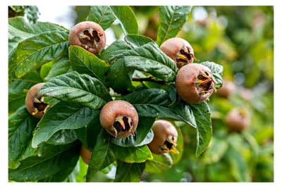 Produktbild von Mispel Mespilus germanica 15 Samen