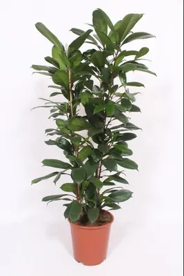 Image de Ficus Cyathistipula, plante d'intérieur, Ø 27 cm, 120 cm, feuilles en forme de cœur