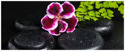 Produktbild von Wallario Wandbild aus Acryl, 200 x 80 cm, freischwebende Optik - Geranienblüte auf schwarzen Steinen, benetzt mit Wassertropfen