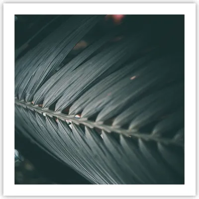 Produktbild von Poster - Poster ohne Rahmen - Blatt Palme exotisch - 60x60 cm - Wand Bild - Wanddeko - Wandbilder - Kunstposter - Wandposter - Bilder - Kunstdruck - Wanddekoration - Wandbild - P2XAC60x60-4907