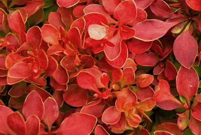 Immagine prodotto di Berberis thunb. 'Admiration'® ( 'or. compact') - Rote Zwergberitze Admiration 30- 40 cm Container