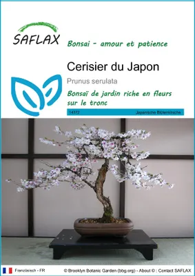 Image de SAFLAX  - Cerisier du Japon - 30 graines - Prunus