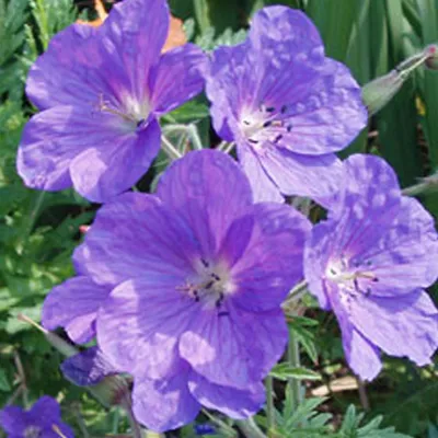 Image de 6 x géranium  - Geranium clarkei « Kashmir Purple »  | Pot 9 cm x 9 cm
