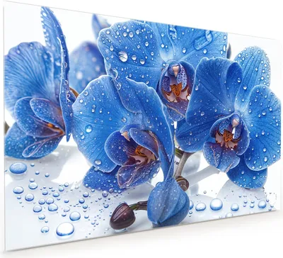 Produktbild von Küchenrückwand Spritzschutz Glas mit Motiv Blaue Orchideen 40 x 40 cm